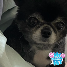 ボクちゃんが喋った(笑)の画像