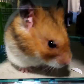 家でペット飼ってる？ちゃきちビデオ今日の2回目の画像