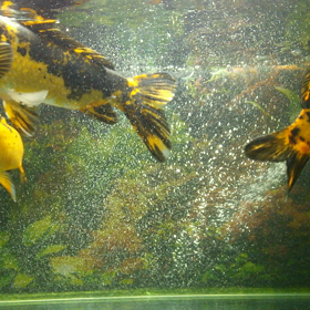 水が綺麗です。の画像