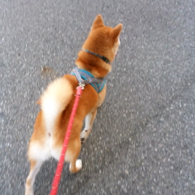 お泊まり　しばまるくんの画像