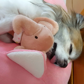 すやすやの画像