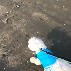 ♪お散歩動画♪お台場海浜公園♪の画像