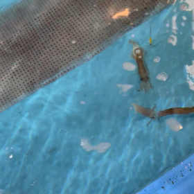 函館2日目の朝は朝市のイカ釣りからの画像