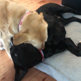 ワンプロ♪の画像