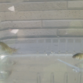 孵化47日目の画像