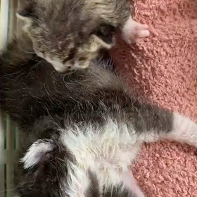 ルイハナがベビーの頃。の画像