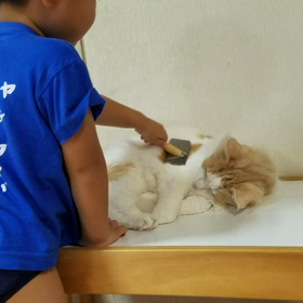 ハクチャン　奇跡　③の画像