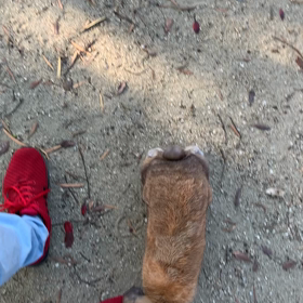 今日の朝んぽの画像