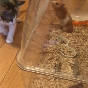 ハムスターとご対面の画像