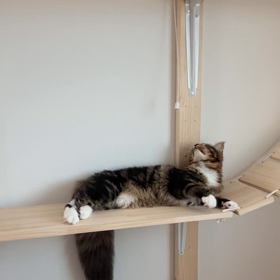 ルチルの場合の画像