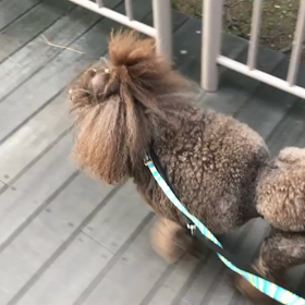 ♪お散歩動画♪お台場海浜公園♪の画像
