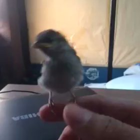 寂しいときはの画像