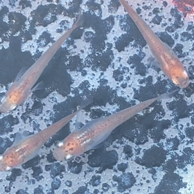 朝から水槽掃除の画像