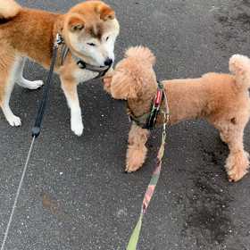 仲良し？ケンカ？の画像