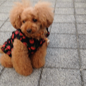 苦手な階段編の画像