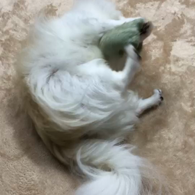 ころころみららの画像