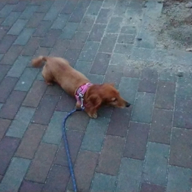 おはようございますの画像