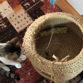 どんげもこんげも…の画像