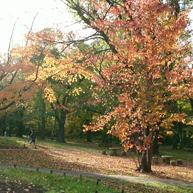 円山公園  動画 ④の画像