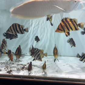 インドタイガー、レア魚、大量輸入！！の画像