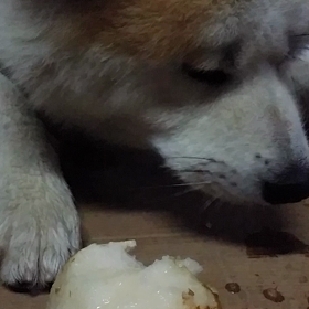 勝次狼と梨の画像