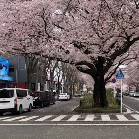 ペット保険継続しててよかったけどの画像