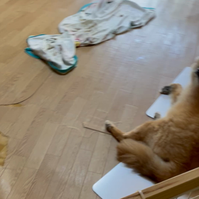 マロさんとハルのひとときの画像