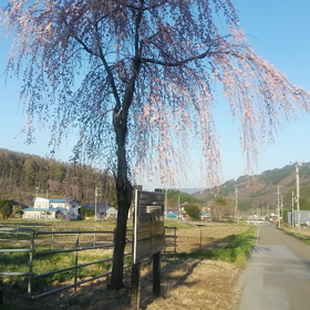 柳桜の画像