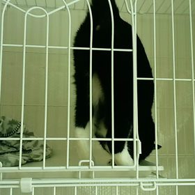 穂…きちゃったかなー？の画像