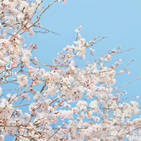 わぁお♡(^O^)♡咲いてる♪〜の画像