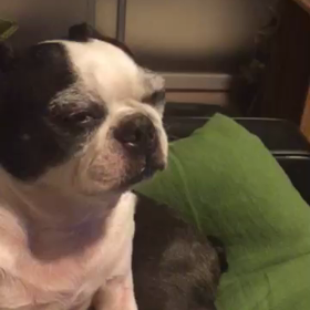 ネムネムクラムの画像