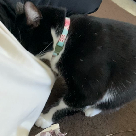 服の中に入りたいの画像