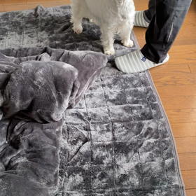 散歩の準備の画像