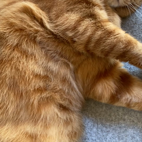 【猫動画】ルフィをブラッシングの画像