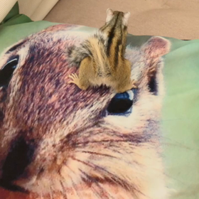 シマリスのモビング！なにかいる！？の画像