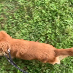 6月17日12わんこと1時間遠足  代々木公園の画像