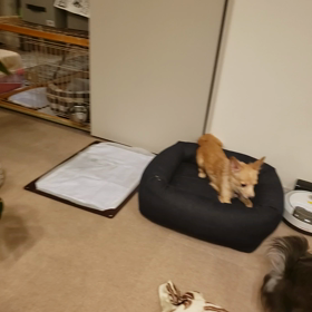 ロミちゃん&きなこちゃんの運動会の画像