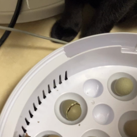 姫ウズラ　孵りましたの画像