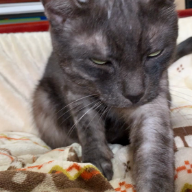 クゥさんのふみふみ。の画像