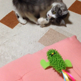 猫つなぐ♀マラカス隊の画像