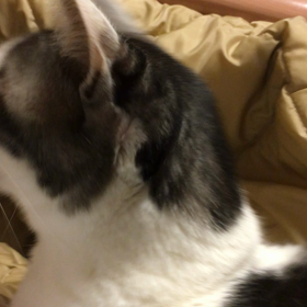 おしゃべり大好き猫の画像