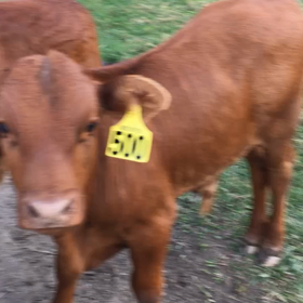 ドナドナの日。の画像