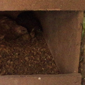 ヒメウズラに赤ちゃんがの画像