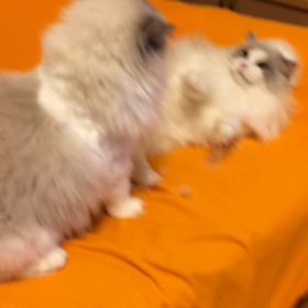 だから…の画像