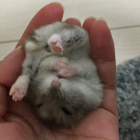 きれ い好き( *ˊᵕˋ)の画像