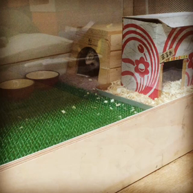 トイペの芯と戦うまるおの画像