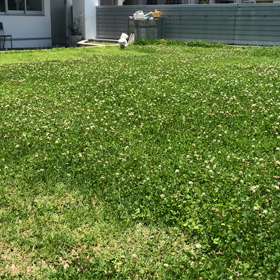 沖縄犬サクラさん、会員制ドッグランで遊ぶの画像