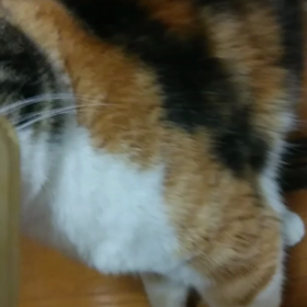 ちゅーるもらいましたの画像
