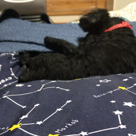 うちのおてんば娘ちゃんの画像