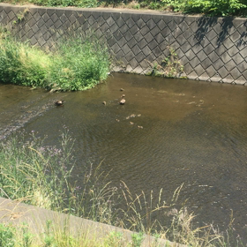 鴨の親子画像！ちょっとわかりづらいが、1分なので、スマホの方はワイファイを繋いで！の画像